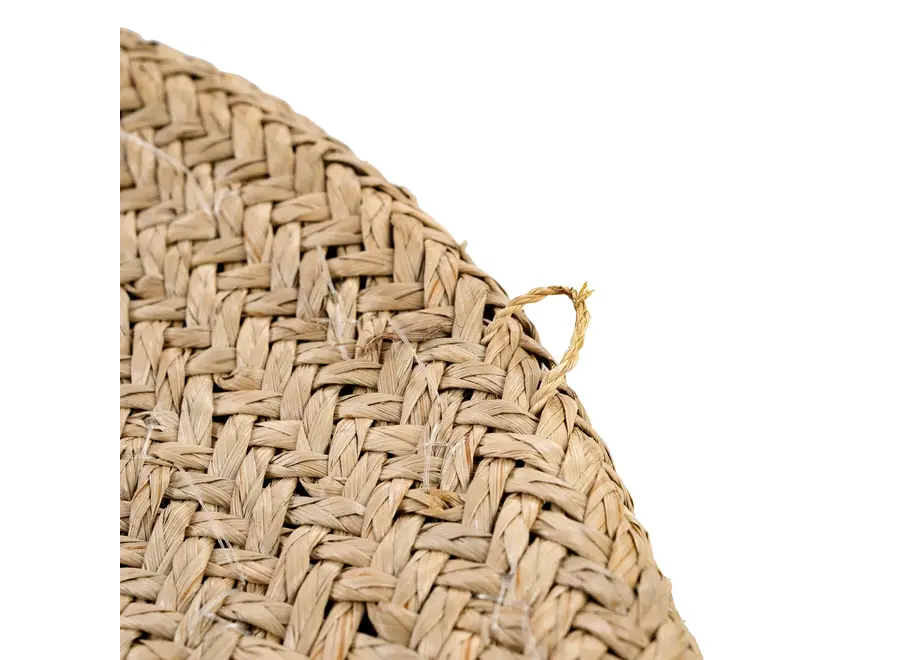 Costa Cowrie Plate - Shell Plate